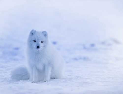 Guide to the Arctic Circle in Iceland