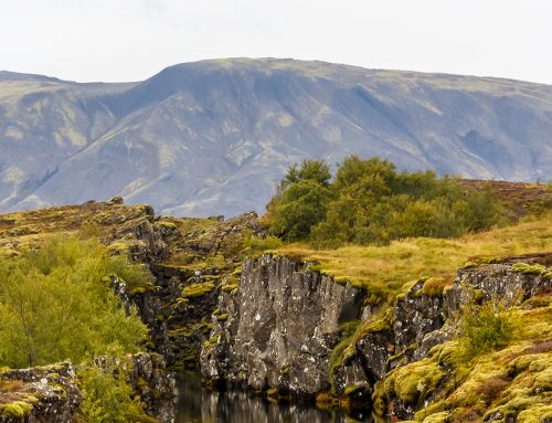 When to Pick Iceland Wild Blueberries
